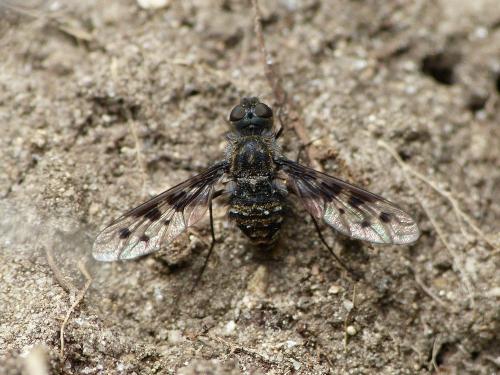 Anthrax varia
