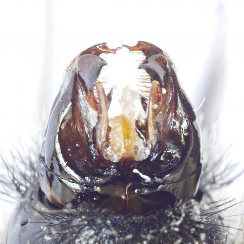 Réf. 261 109 : Bombus hortorum