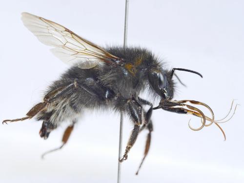 Réf. 261 108 : Bombus hortorum
