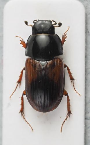 Biralus satellitius