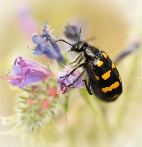 Hycleus polymorphus