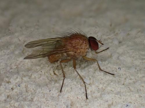Pegomya testacea