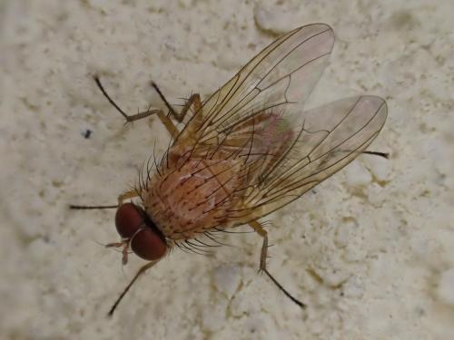 Pegomya testacea