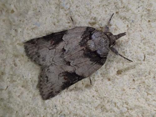 Réf. 261 972 : Nycteola sp.