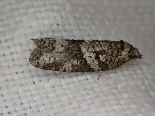 Réf. 261 973 : Cnephasia sp.
