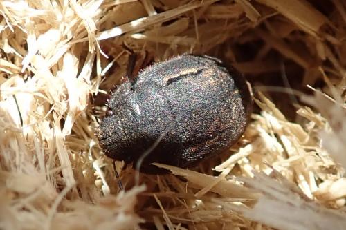 Réf. 261 449 : Odontoscelis sp.