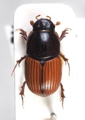 Rhodaphodius foetens