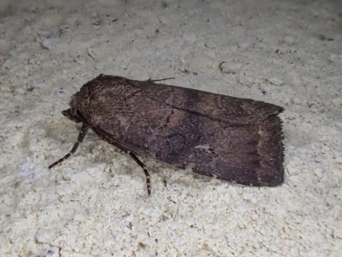 Réf. 261 102 : Charanyca ferruginea