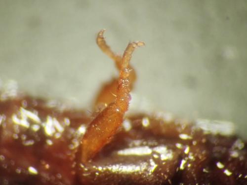 Haploembia sp.