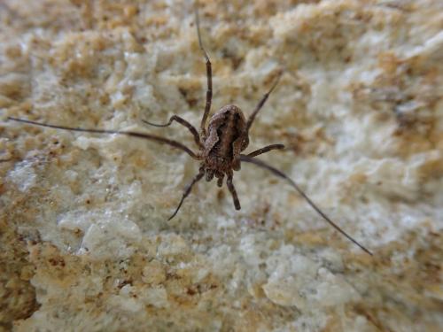 Réf. 261 572 : Mitopus morio