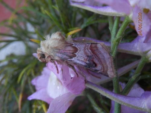 Réf. 261 225 : Periphanes delphinii