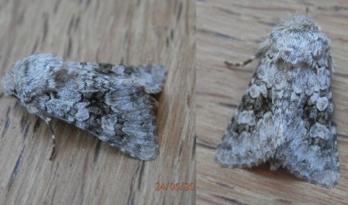 Réf. 261 217 : Hecatera bicolorata