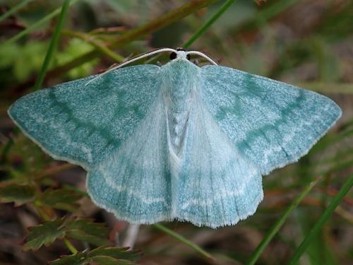 Réf. 261 216 : Pseudoterpna pruinata