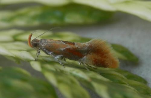 Réf. 261 261 : Epicallima formosella