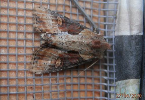 Réf. 261 565 : Lateroligia ophiogramma
