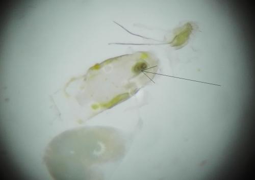 Capperia britanniodactylus