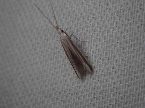 Réf. 261 886 : Coleophora sp.