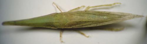 Réf. 261 652 : Paradorydium paradoxum