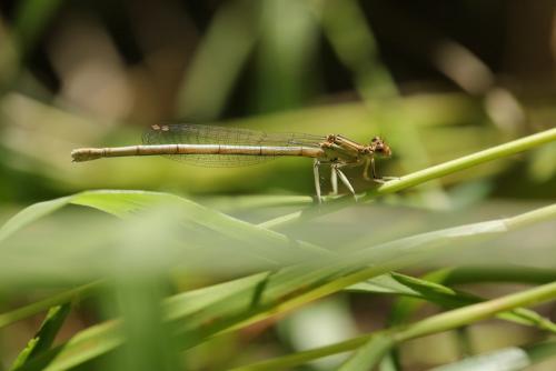 Réf. 261 767 : Platycnemis latipes