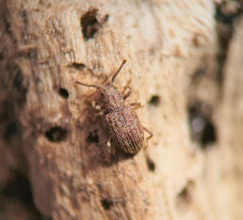 Rhopalocerus rondanii