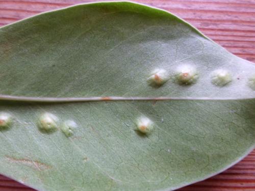 Josephiella microcarpae