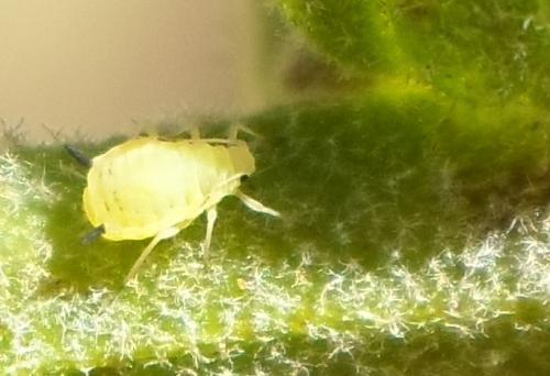 Aphis verbasci