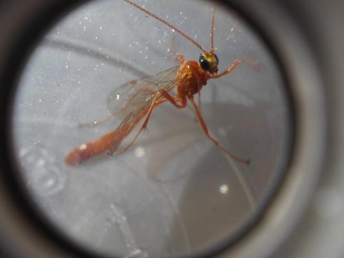 Réf. 261 610 : Enicospilus sp.