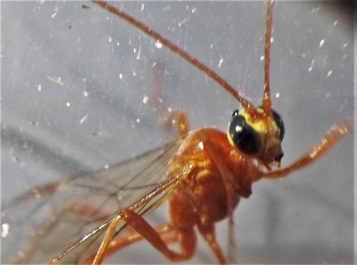 Réf. 261 671 : Enicospilus sp.