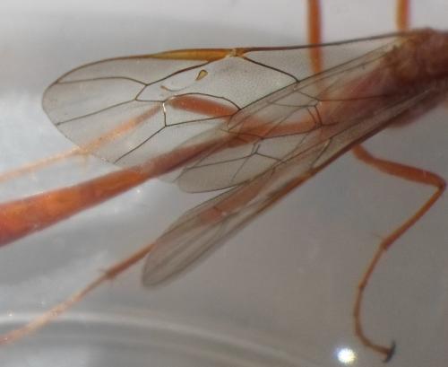 Réf. 261 608 : Enicospilus sp.