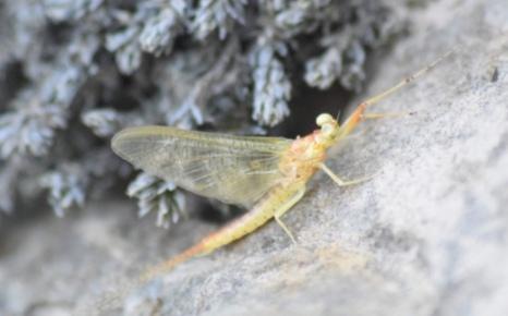 Potamanthus luteus