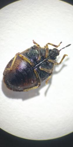 Réf. 261 271 : Podops inunctus
