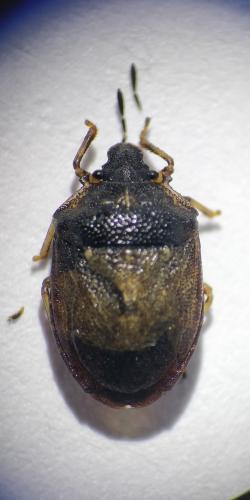 Réf. 261 272 : Podops inunctus
