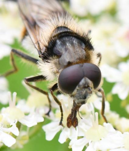 Cheilosia illustrata
