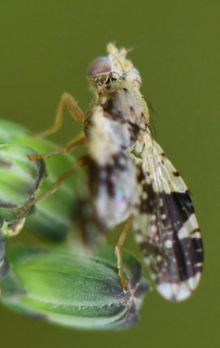 Tephritis formosa