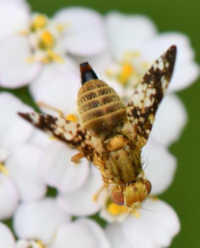 Oxyna flavipennis