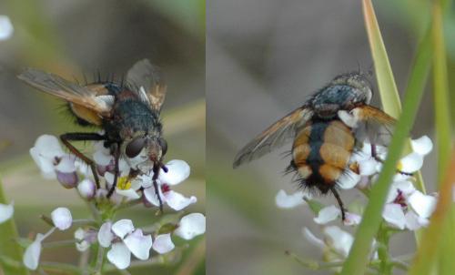 Réf. 261 561 : Tachina magnicornis
