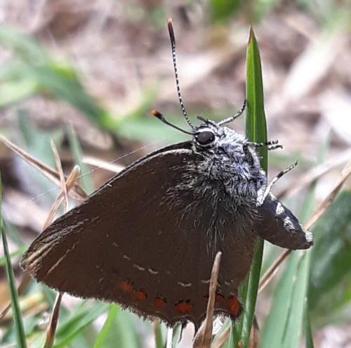 Satyrium esculi