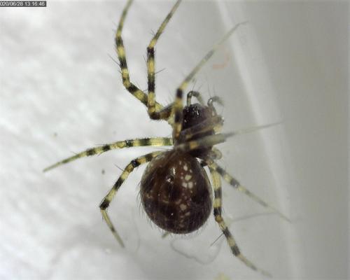Réf. 261 571 : Lepthyphantes (leprosus-minutus)
