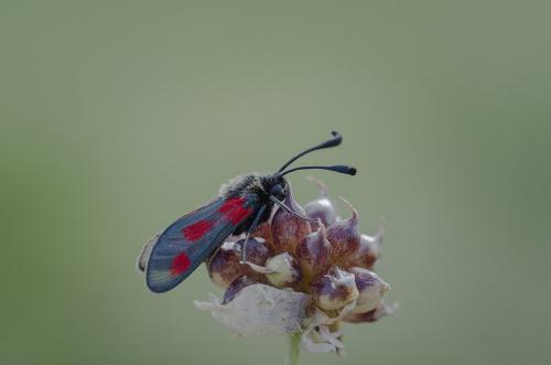 Réf. 261 712 : Zygaena sarpedon