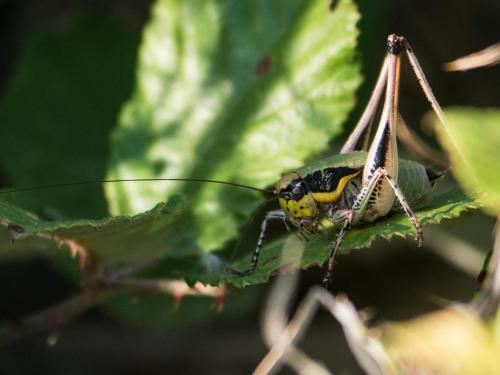 Réf. 261 058 : Eupholidoptera chabrieri chabrieri