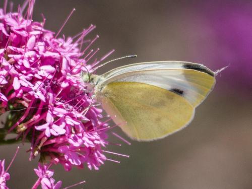 Réf. 261 195 : Pieris mannii