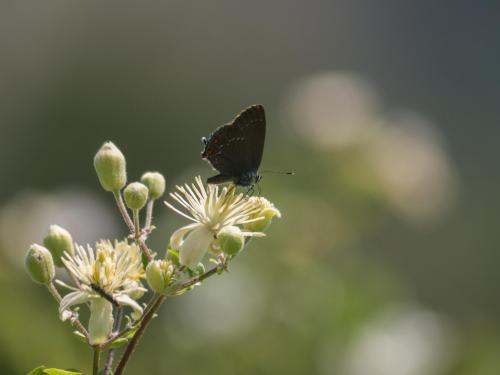 Réf. 261 353 : Satyrium ilicis
