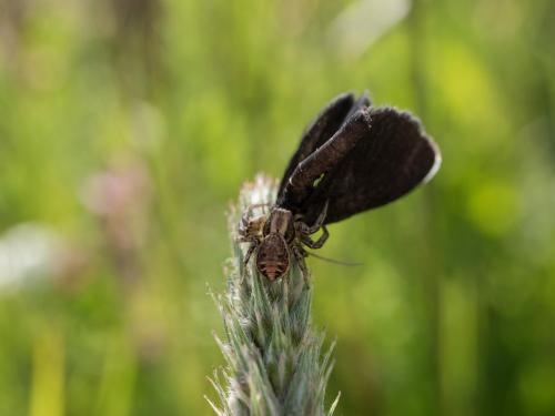 Xysticus sp.