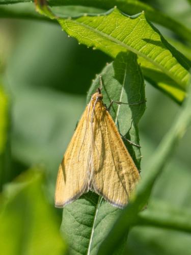 Réf. 261 417 : Mecyna lutealis