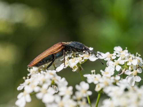 Réf. 261 425 : Ctenicera virens