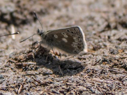 Réf. 261 419 : Plebejus glandon