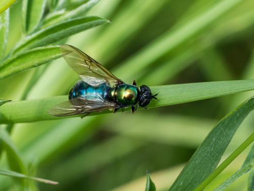 Chloromyia formosa