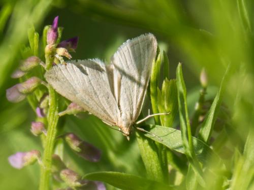 Udea austriacalis