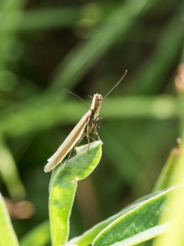 Réf. 261 488 : Pleurota aristella