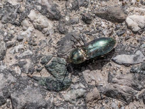 Selatosomus latus